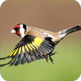 com.jehova.birdsonggoldfinchnew