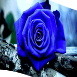 com.anjelapp.ROZabi