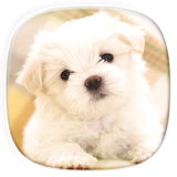 com.cutepuppywallpapers.coolbackgrounds