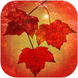didar.faslepaeiz