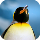 com.altland.penguin