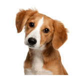 com.intelligent.animals