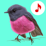 com.dream_studio.birdsongsringtones