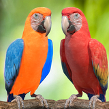 com.fls.home.parrot