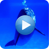 com.desenvdroid.dolphinsoundrelax