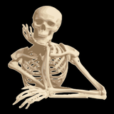 com.max.Anatomy