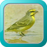 com.masteranburung.burungmozambik