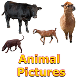 com.ilyas.ilyasapps.animalpics