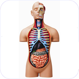 mr.anatomiebadaneensan