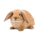 faoz.rabbit
