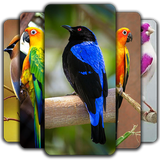com.birdswallpaper.hdbirds.background.offlinewallpapers.birds.images.hdwallpaper