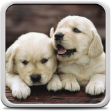 com.PuppiesLiveWallpaperHDHQ