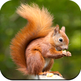 com.squirrelwallpaper.squirrelimages