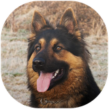 team.developer.germanshepherdwallpaper