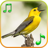 com.grs.birdsrts