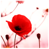 com.balanceinme.loaloveaffirmations