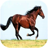 didar.asb