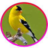 com.maha98.canary