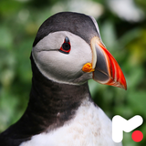 mobipa.PuffinWallpapers