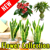 com.FlowersCollection.INDRAAPP