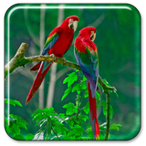 com.ParrotsLiveWallpapernn
