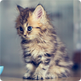 com.dreambytes.CatsWallpapers