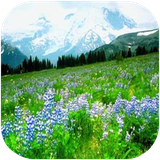didar.bahar