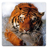 com.sbardyuk.animalphotos