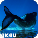 com.lwp4k4u.whales