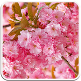 com.wallpaperworlds.flowerswallpaper
