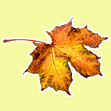 com.budipradono.naturestickersforwhatsapp