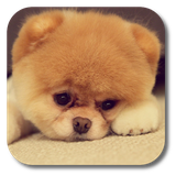 com.kklivewallpaper.qpuppy
