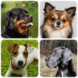 com.gatchina.dogs