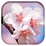 com.androidwasabi.livewallpaper.sakura