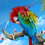 animal.galery