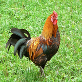 com.puzzley.cock11033662