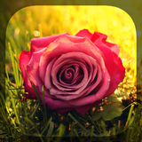 com.fun.roses