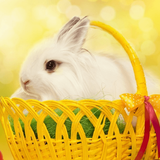 com.bt.rabbitwallpaper