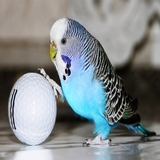 com.devappsinc.Parakeet.sounds