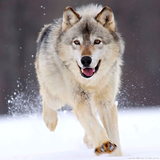 com.myapps.WolfHDBackgroundsAG