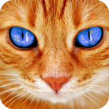 com.cat.kitten.wallpaper