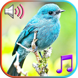 com.babyfish.birdstweet