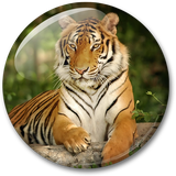 com.AnimalsWLPP