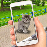 com.ox_pocket_games.collect_pocket_cats