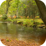 rainintheforest.ezz.com