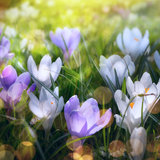 com.amaxlwps.springlandscapes