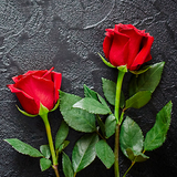 revenge.livewp.rose