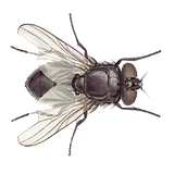 com.dmitsoft.fly