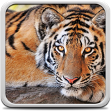 com.TigerLiveWallpaperHDHQ