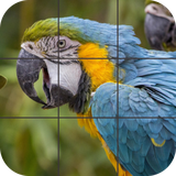 com.tordusgames.puzzles.birds